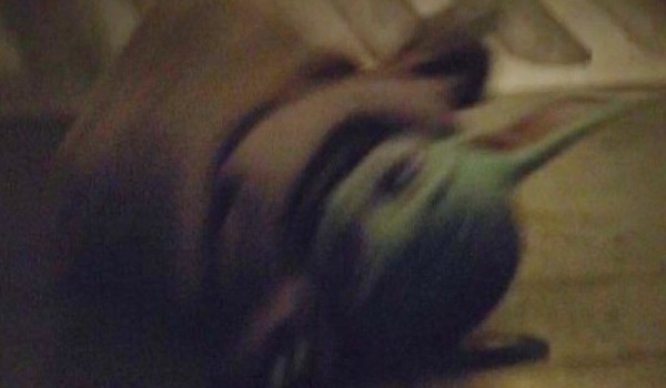 Ocenianie piosenek #1