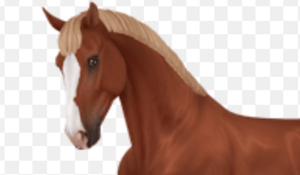 Ile wiesz o star stable