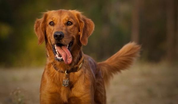 Do jakiego psa z Sfory jesteś podobny