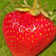PoprostuTruskawkaa