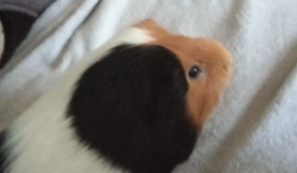 Jak dobrze znasz mylou