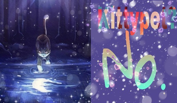 Kittypet? No. °•|Chapter 15|•°