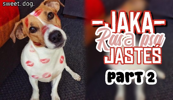 Jaką rasą psa jesteś part 2