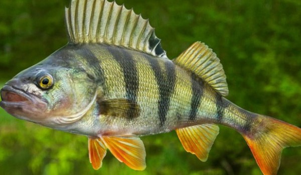 jaka to ryba