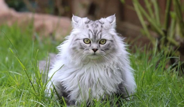 Dovethunder choice [ROZDZIAŁ1]