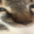 OlciaxUwU