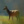 doe
