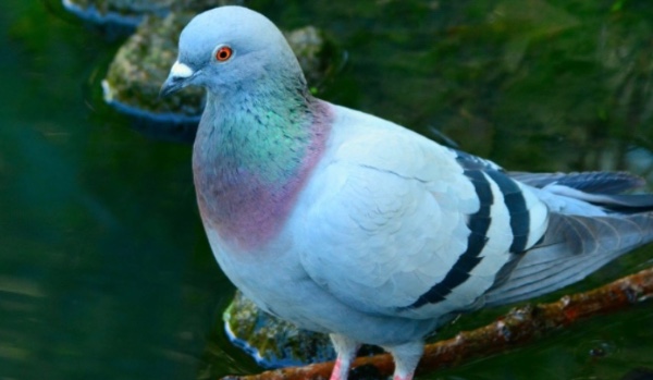 Czy jesteś gołębiem