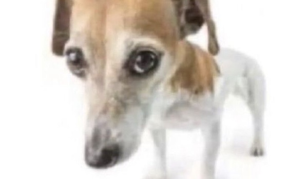 Rozprawa sądowa. Part 4 wilczego quizu