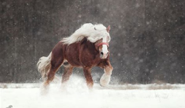 Jeździec Cieni: Rozdział 5 Las
