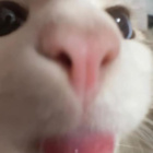 Iga_12395