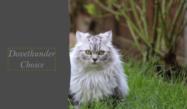 Dovethunder choice [ROZDZIAŁ5]