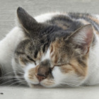 WINEK95