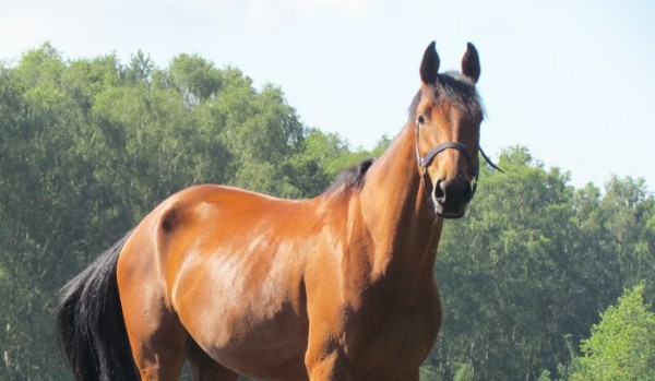 Dzień jako koń. Część 2