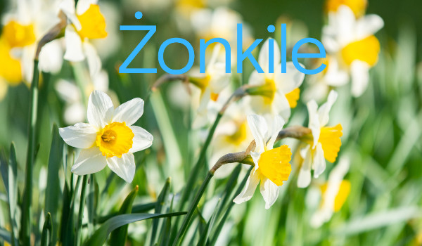 żonkile- rozdział 7