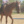 Equestrian_Life
