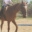 Equestrian_Life
