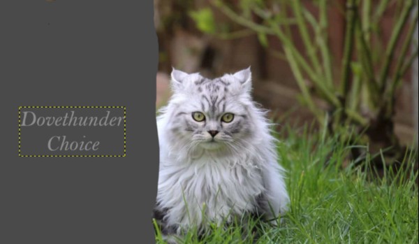 Dovethunder choice [ROZDZIAŁ7]