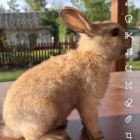 Loves_bunny