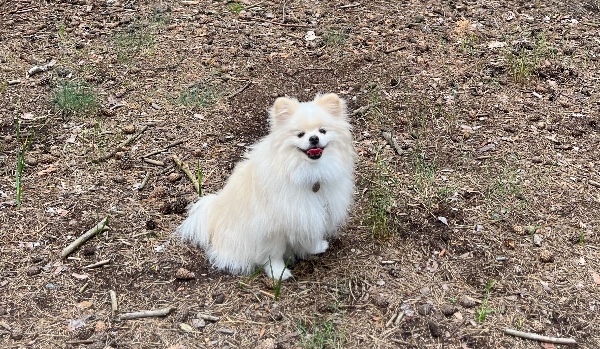 Czy jesteś głupi/a