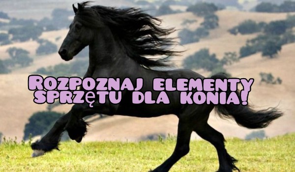 Jak dobrze znasz znasz elementy sprzętu dla konia?