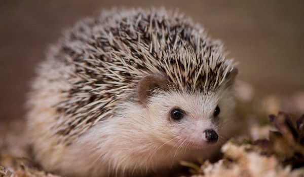 końcowy SŁUPSK 11/06/25