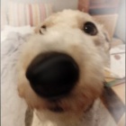 Luniaakuniaa