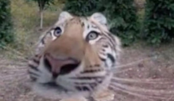 Którą postacią sratatata