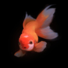 Kakao2115