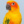 OwocowaPapuga