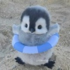 ZojaBisbi