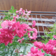 RoseSerenityLuna2015