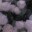 Holly.Paw