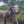 wequine