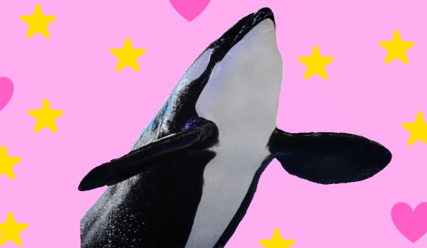How well do you know the orca Kvupouot?