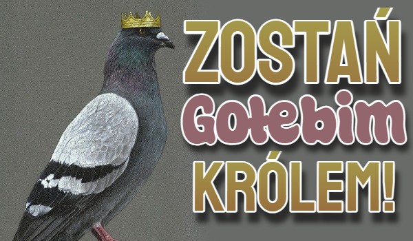 Zostań Gołębim Królem!