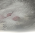 FanMangle