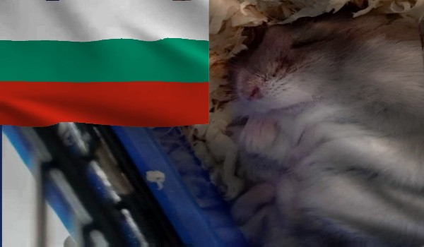 Czy jesteś Kamykiem