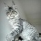 kitty_moon