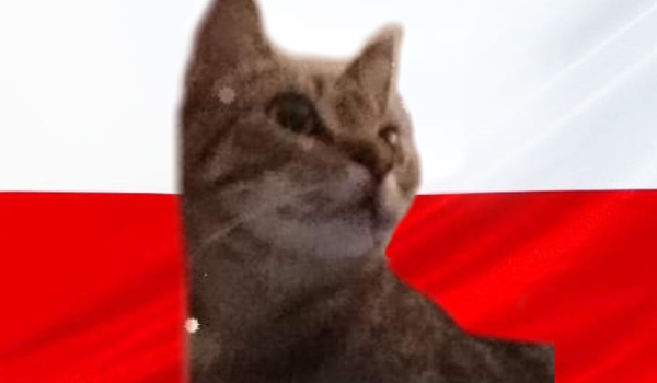 Jakim kajszonem jestes?