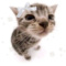 kittylolo