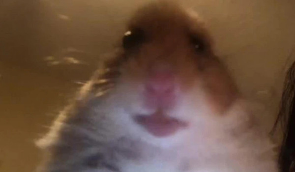 Test chomiczej propagandy