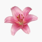 kwiatuszek_malutkiFANPAGE