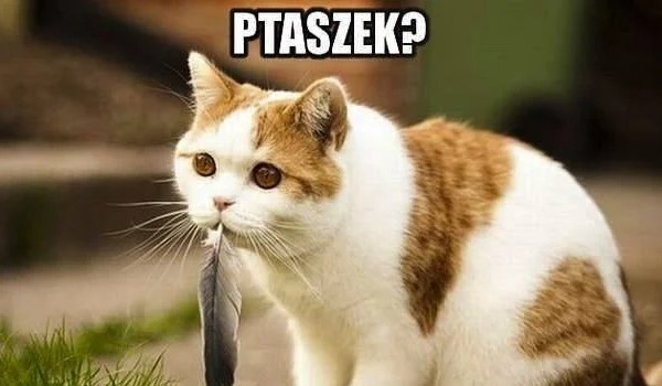 kim z klanu..part 2 klan szyszki ( z AI)