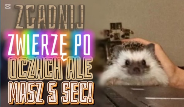 Zgadnij zwierzę po oku, ale masz tylko 5 sekund!