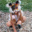 FeralFoxy