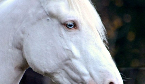 Jesteś jeźdźcem czy Koniarzem ?