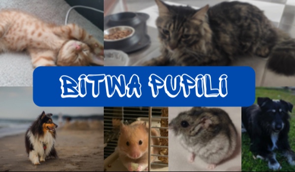 Bitwa pupili – runda druga! ZAMKNIĘTE