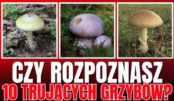 Czy rozpoznasz 10 trujących grzybów?