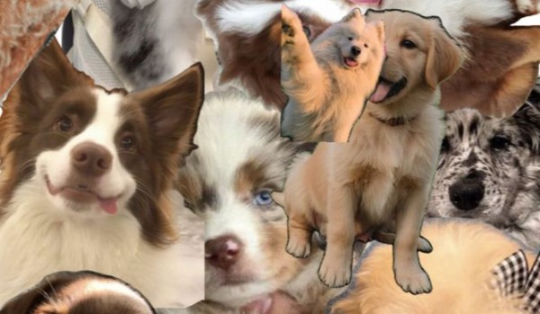 Jaki „groźny” pies do ciebie pasuje